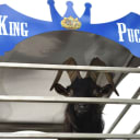 A Goat Reigns Supreme
