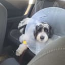 CharlieDoggo Update