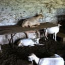Goat Day 18: The Sounds of Silence