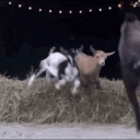 Where's That Damn Goat???