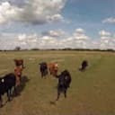 Crashed my Phantom 3 chasing a cow.