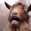Goat Day #19: A preview of what's to come