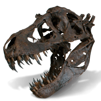 The Life Size Tyrannosaurus Skull
