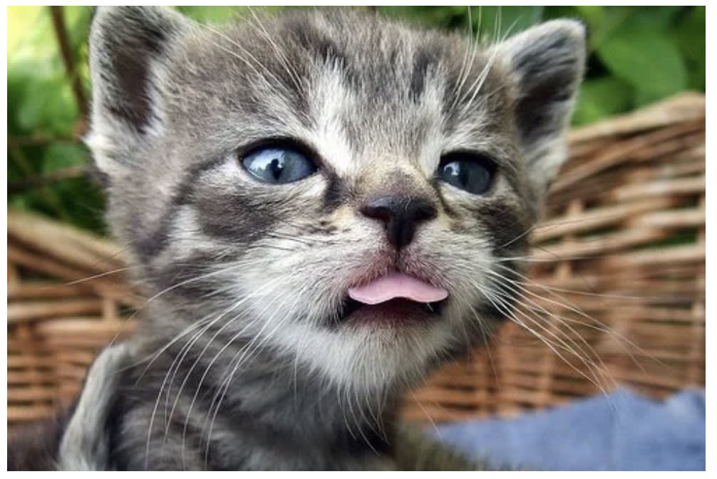 nyah