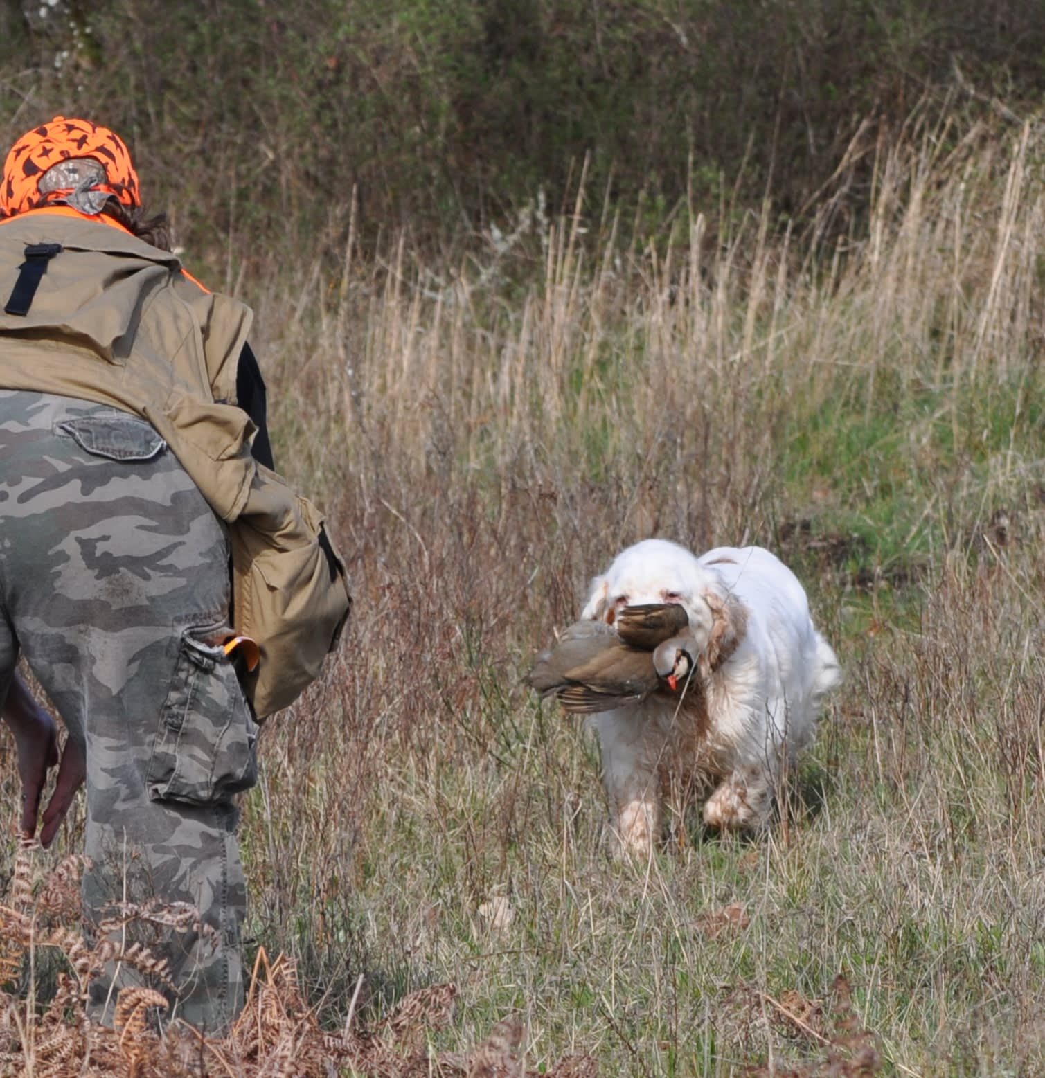 Pictured - Jubilee - she liked to retrieve "winged" birds with all the sharp angry parts facing me.