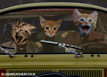 cat drive