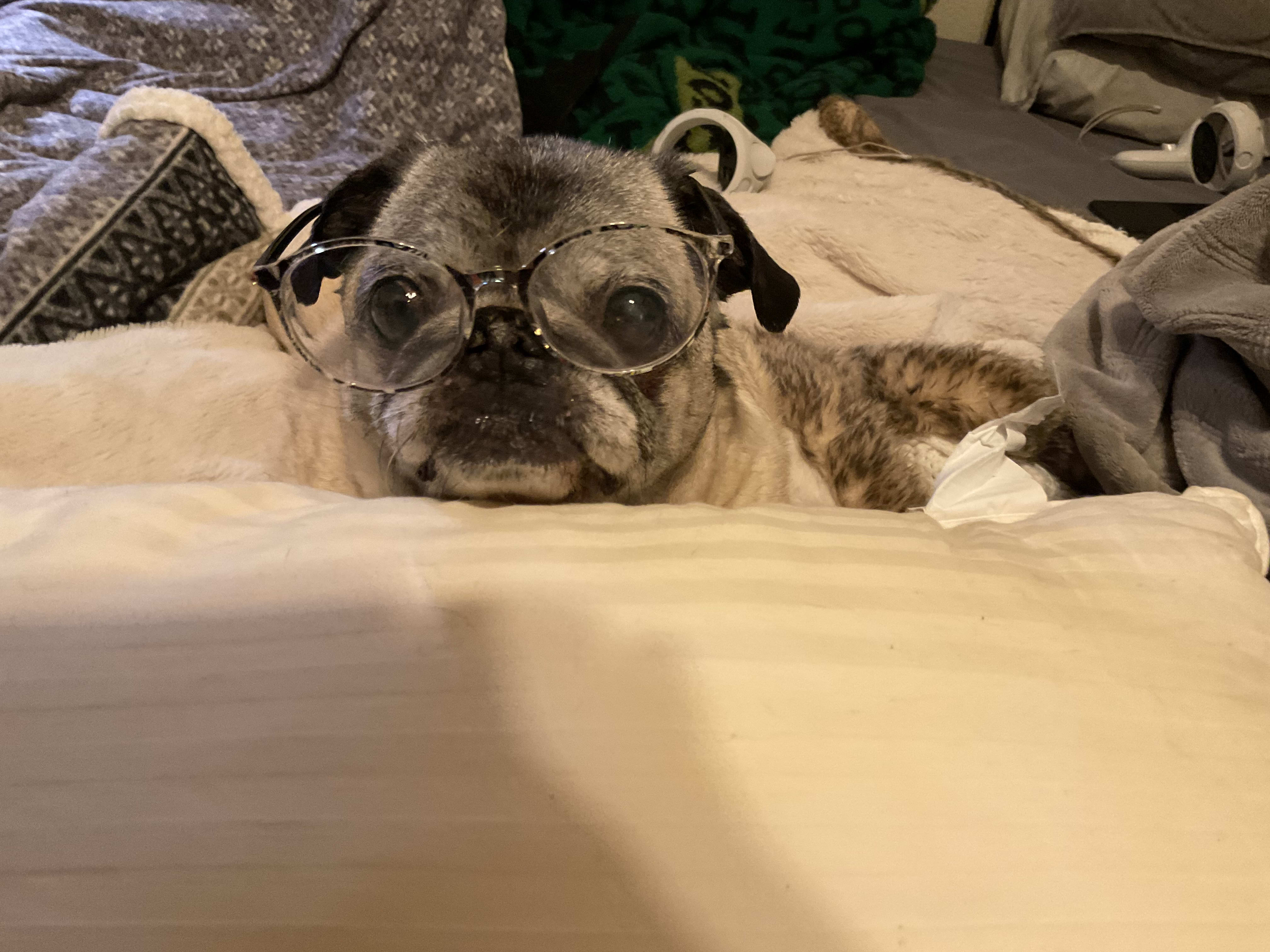 pug again