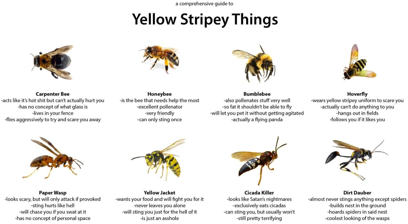 yellow stripy things