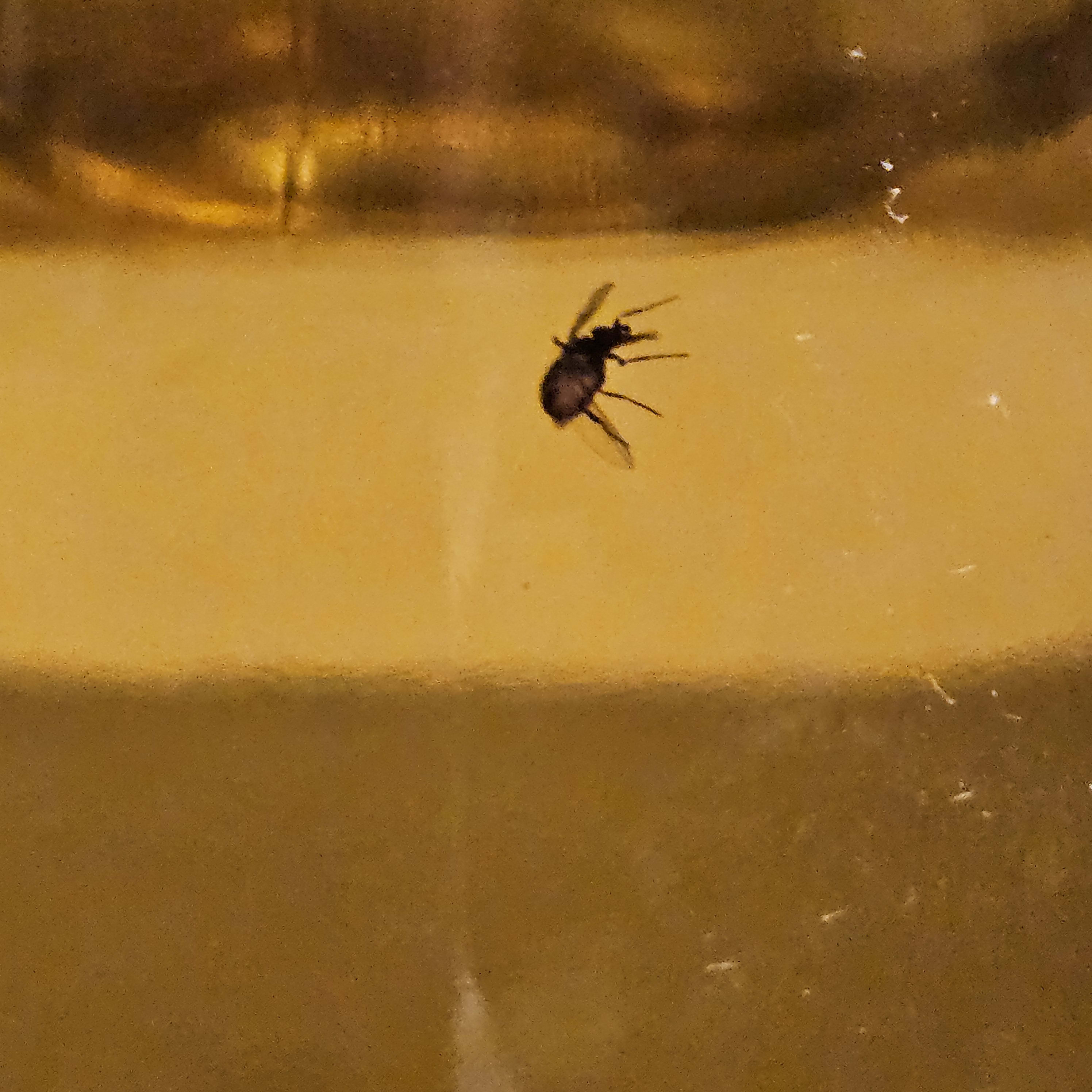 closeup bug