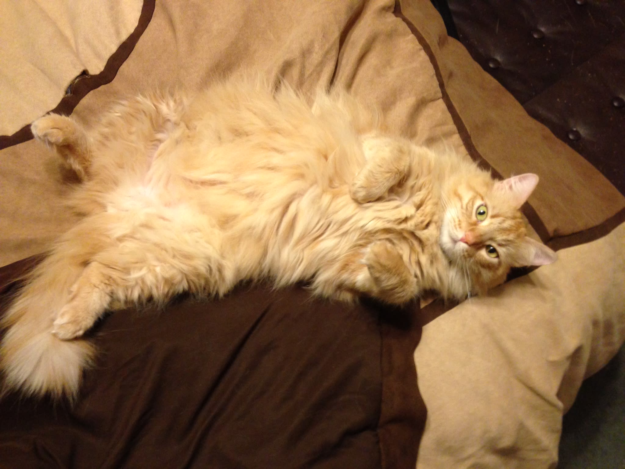 Buddy