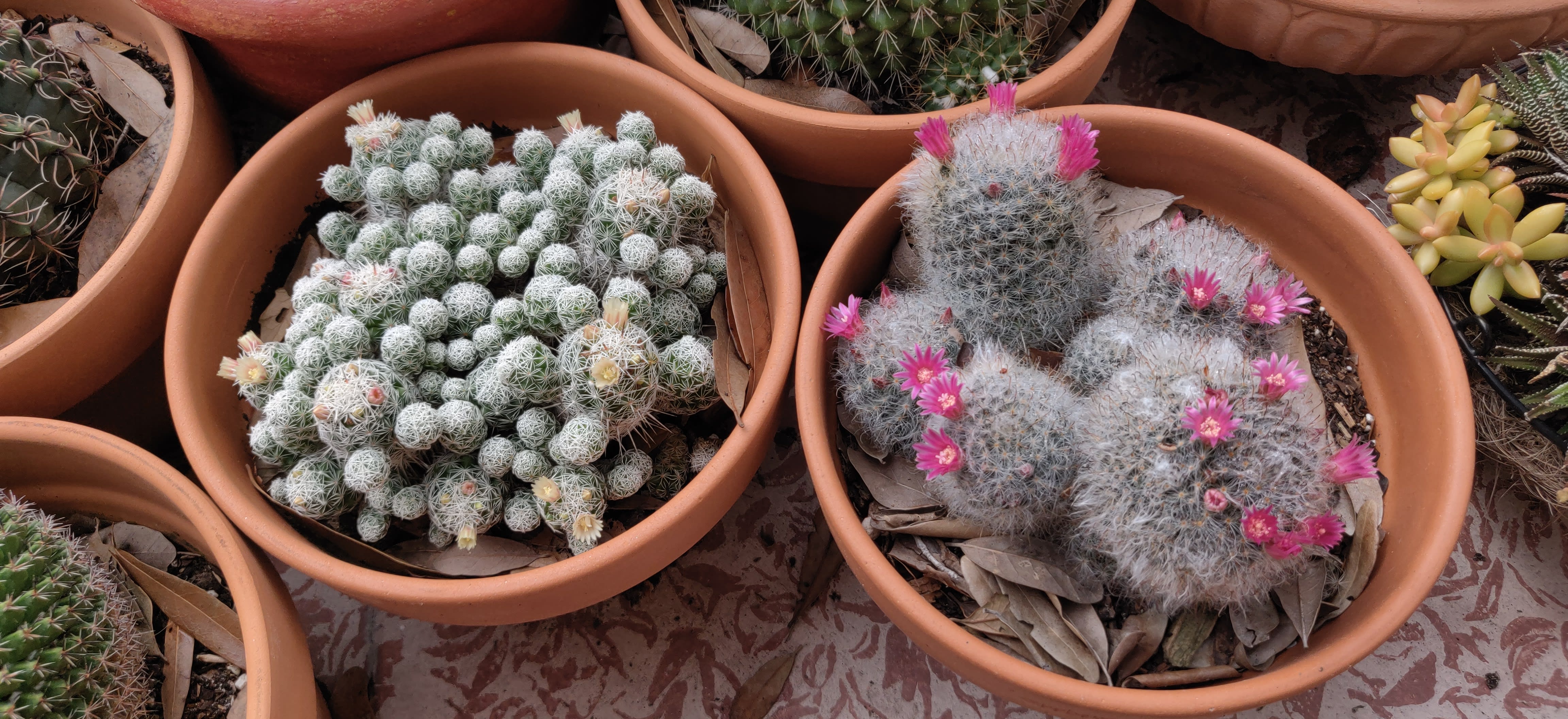 Cacti02