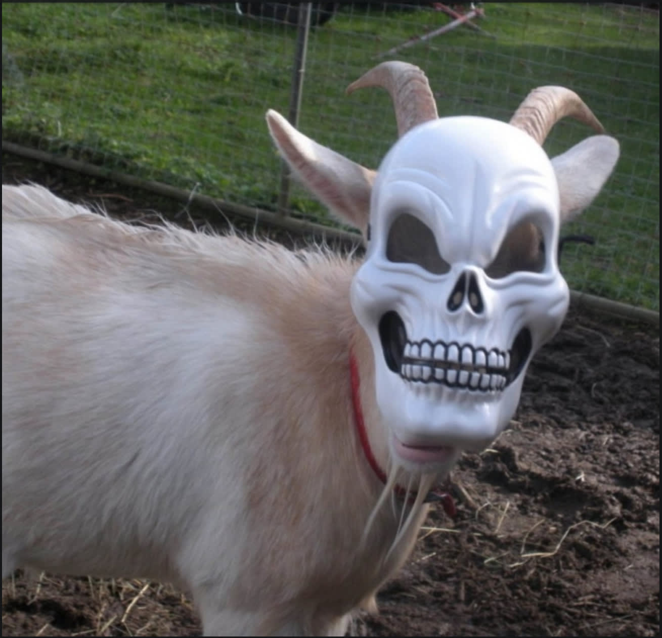 goat for life!