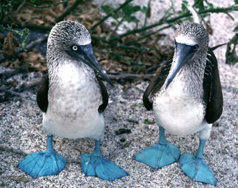 BOOBY