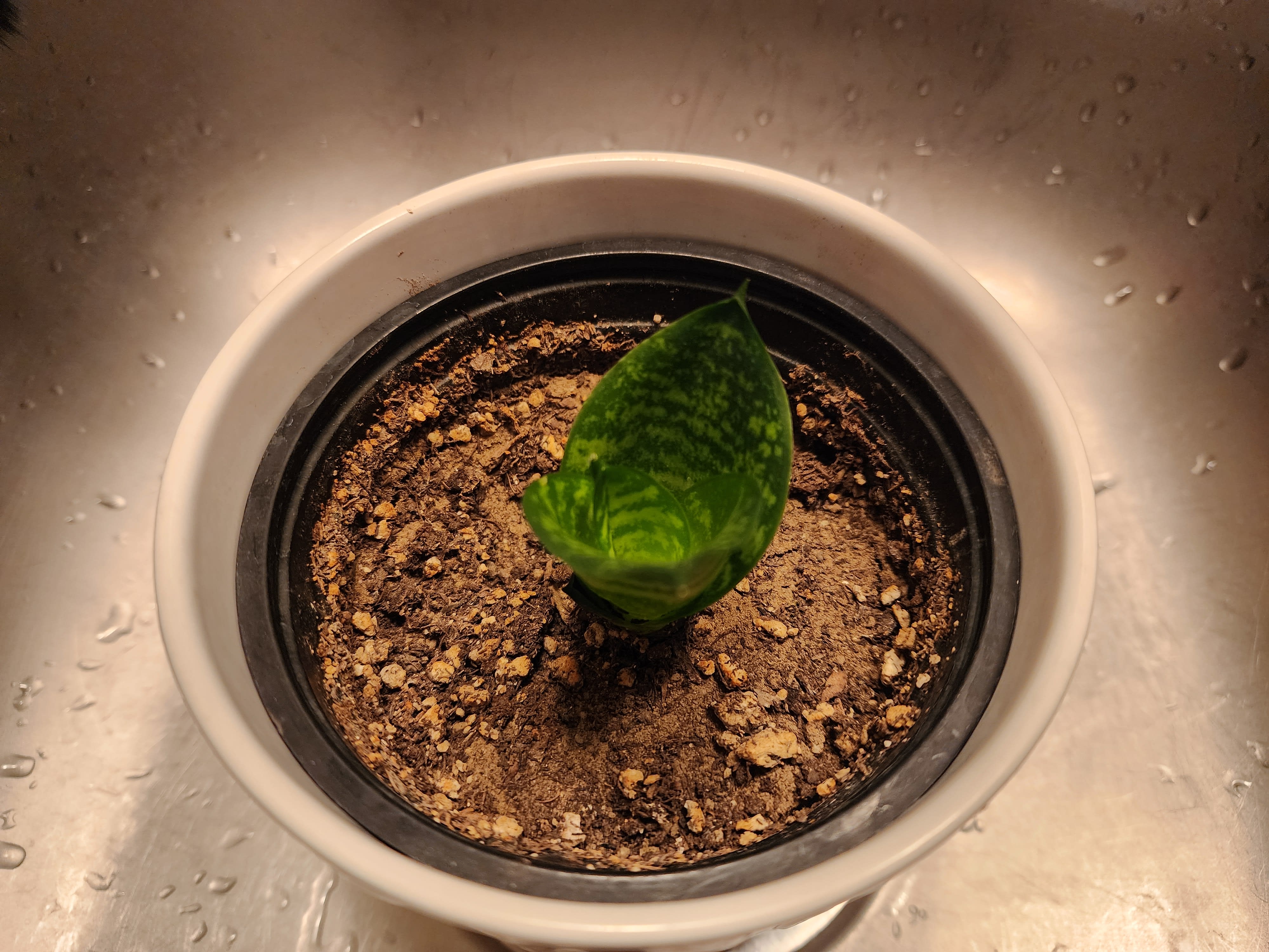 not dead plant