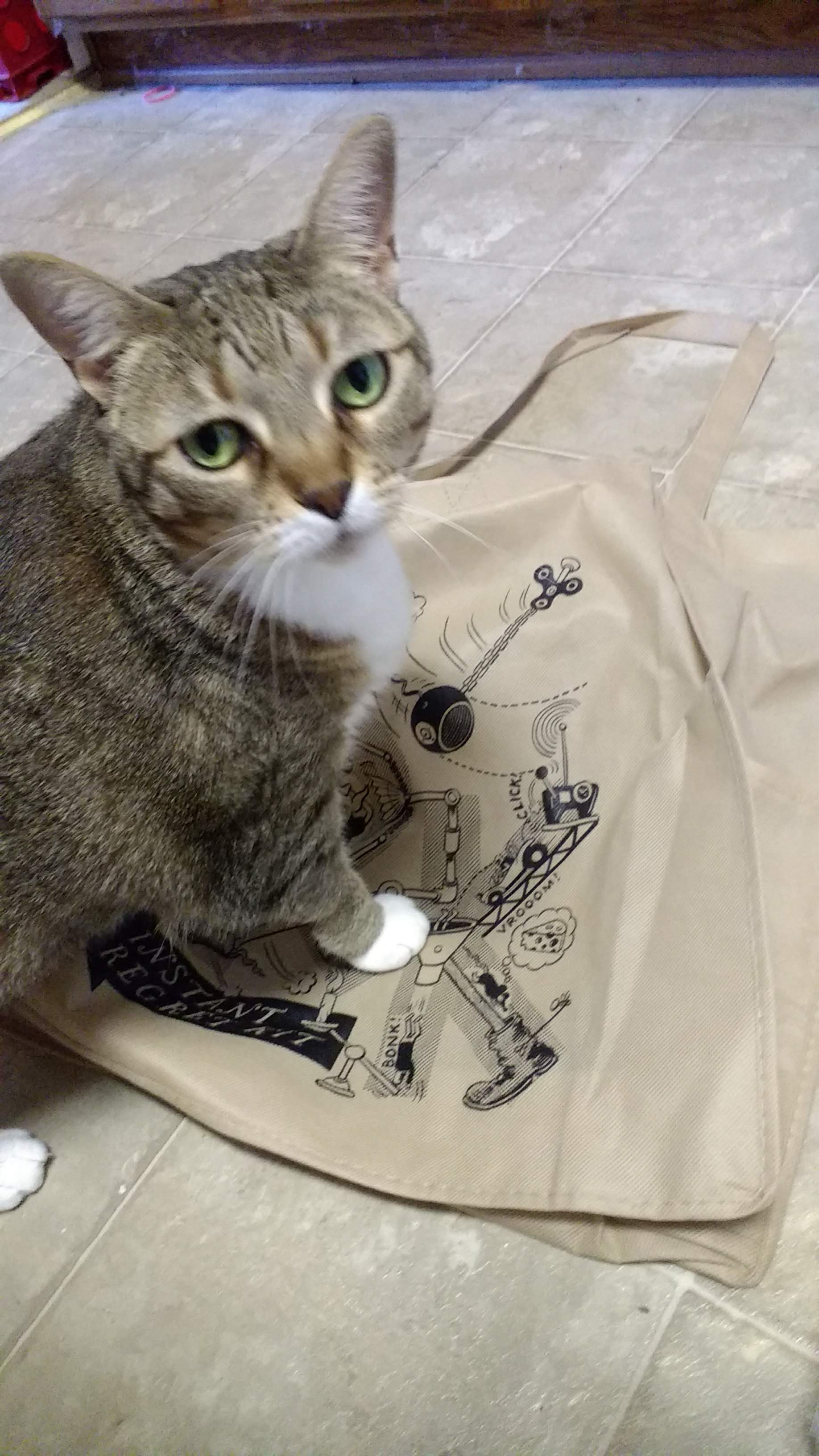 Kota has claimed the bag