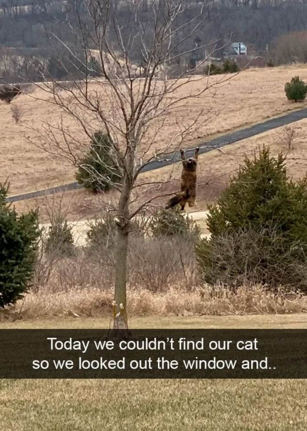 Cat picture