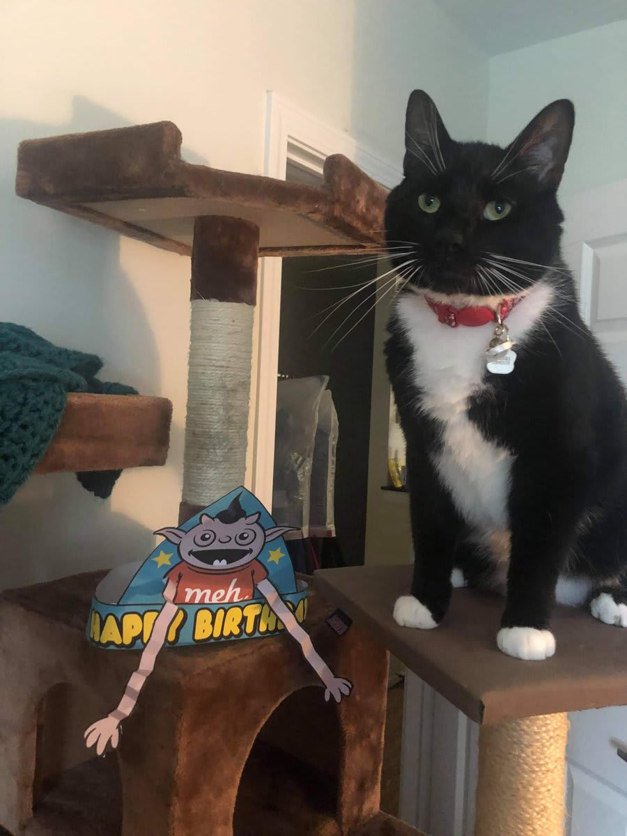 Bagheera with hat.