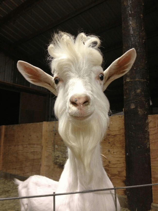 silly-goat