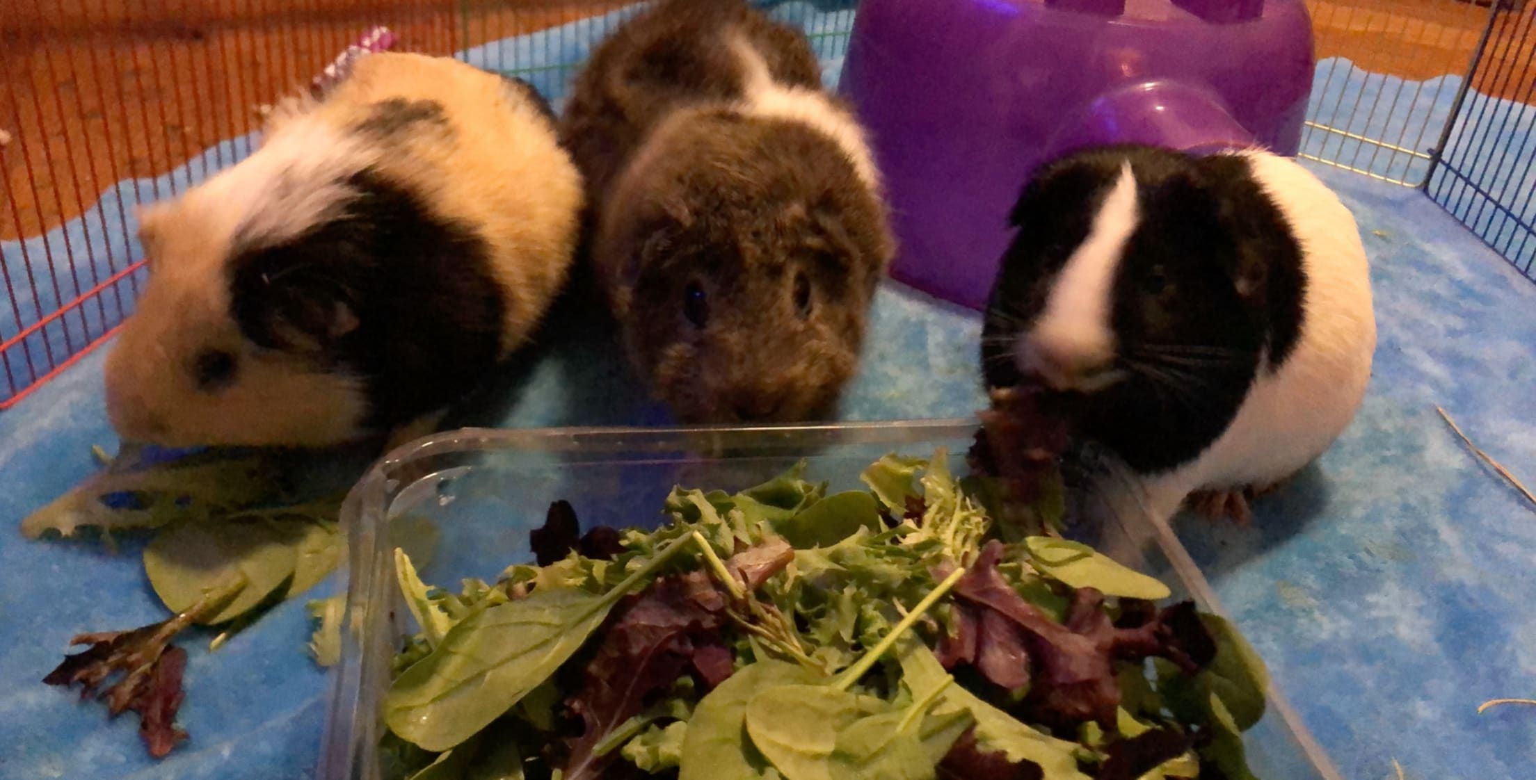 My 3 handsome boys