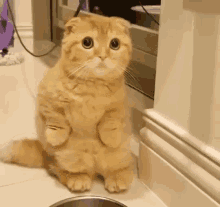 cat paws