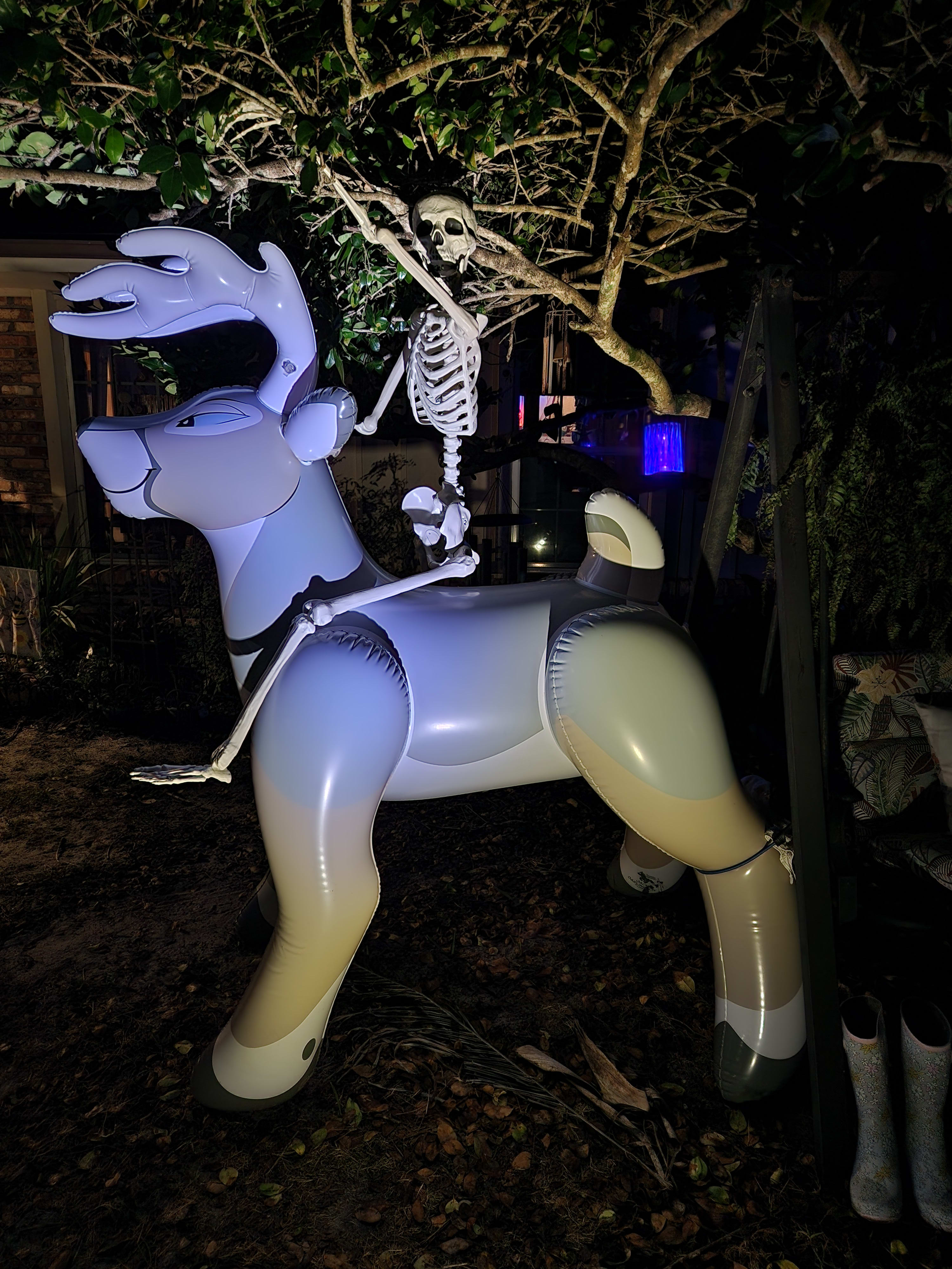 Giddyup!