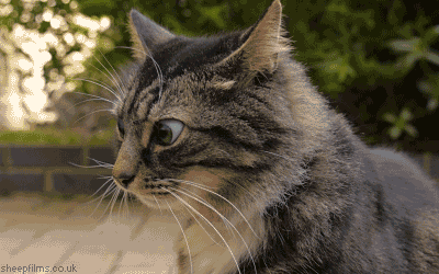 Cat Eyes