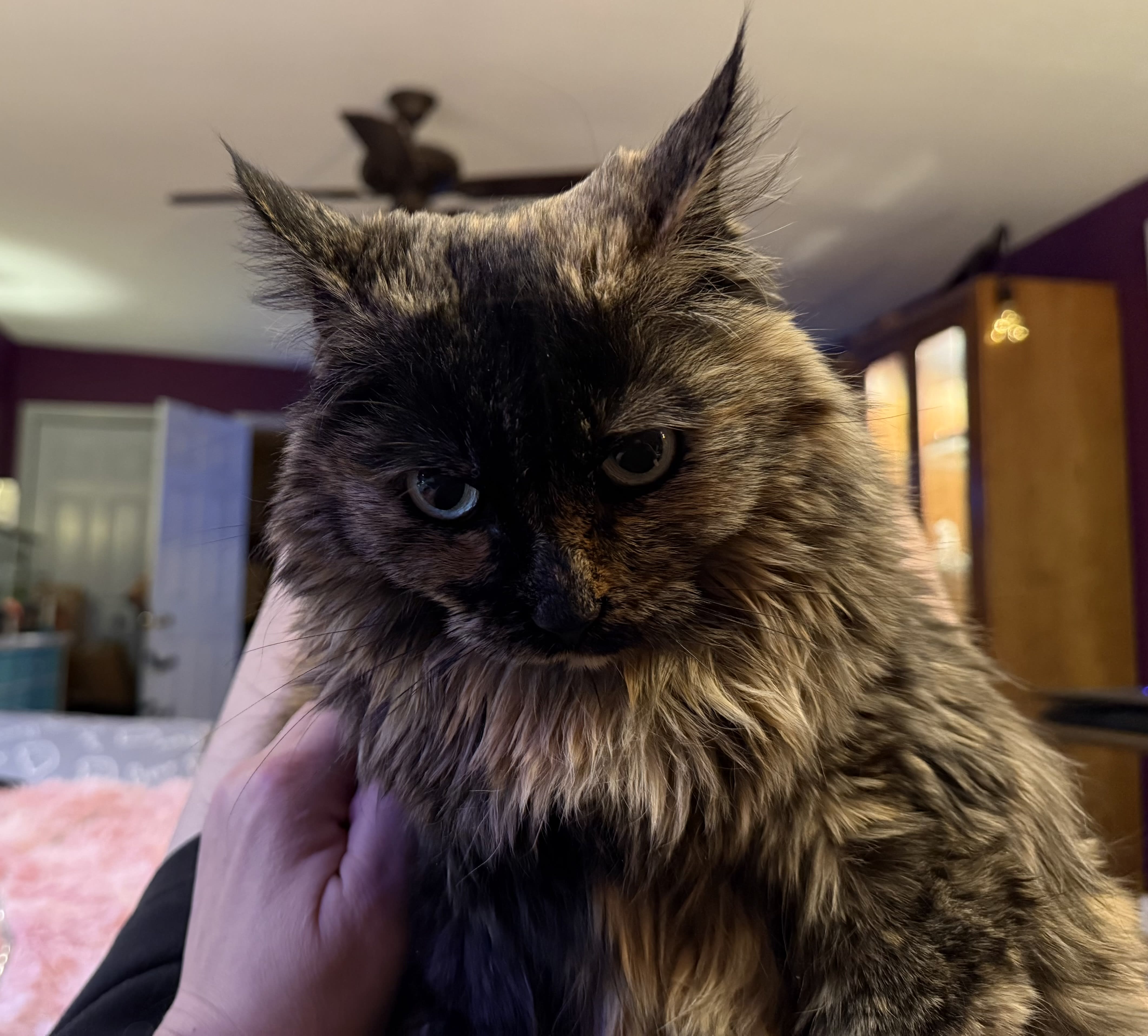 
Kiko