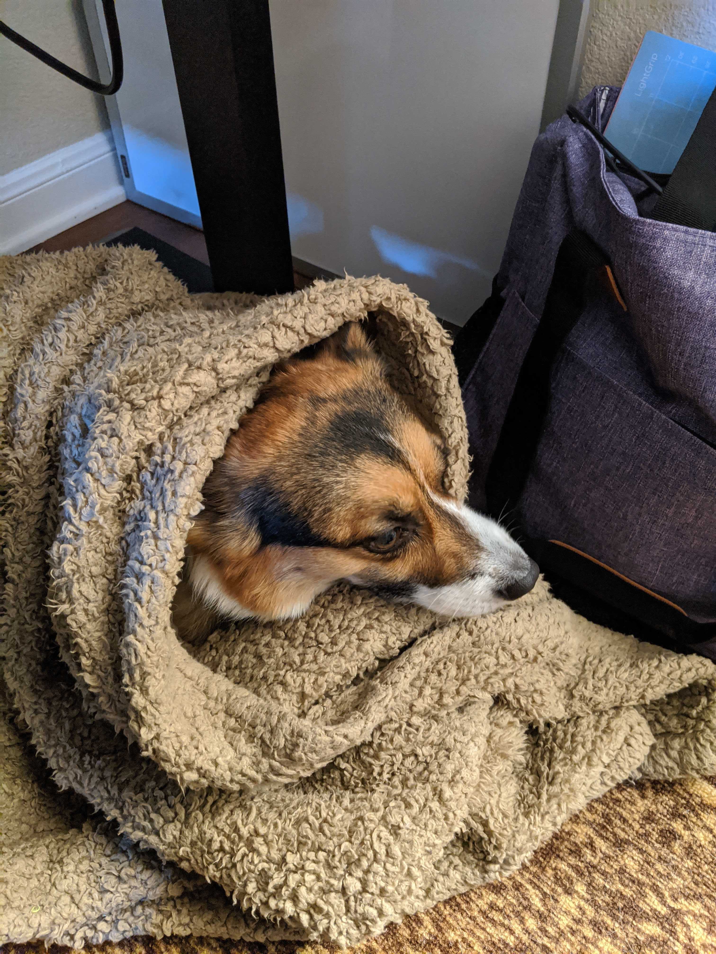 Leia