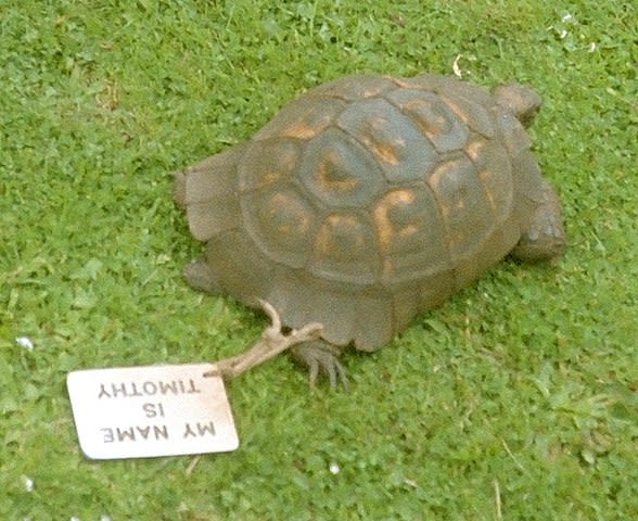 Timothy