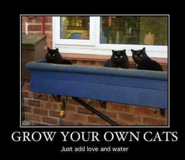 grow a cat
