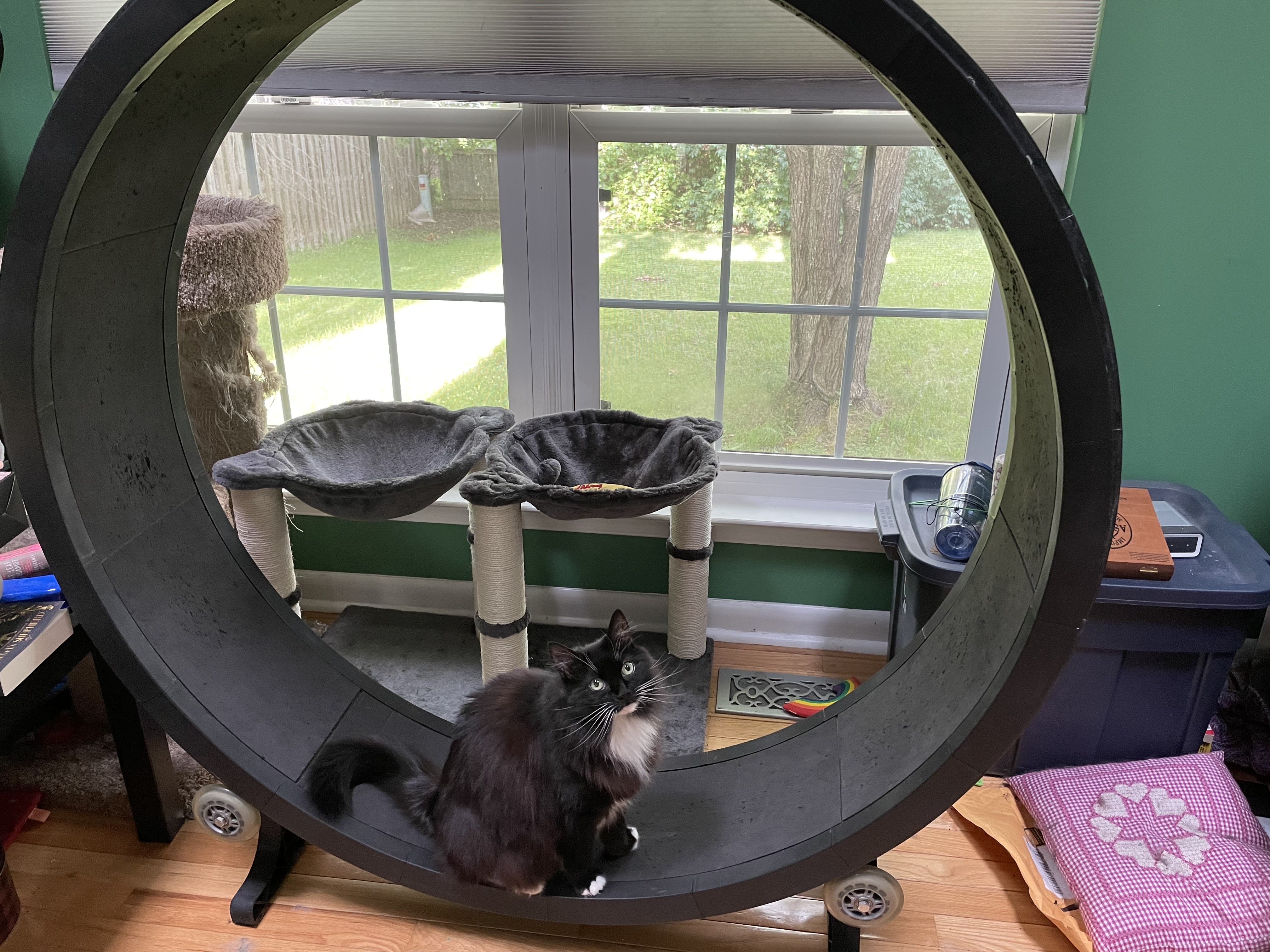 crazy cat