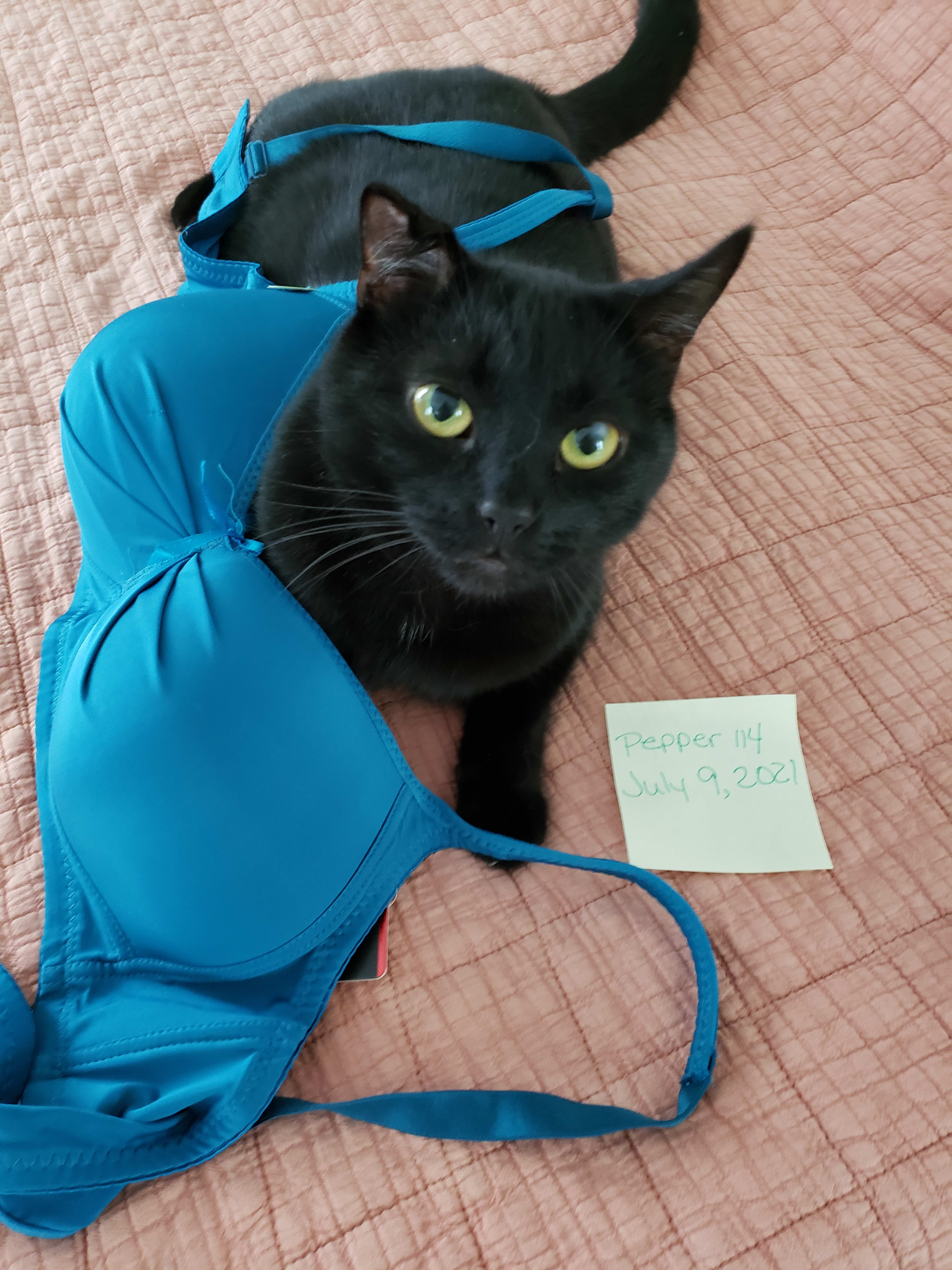 bra