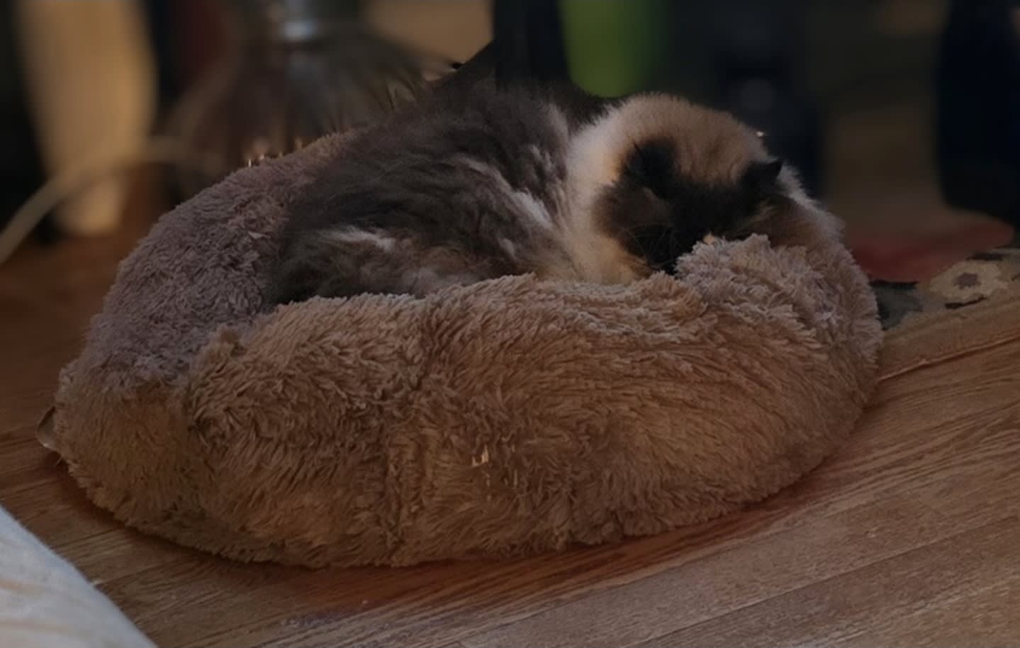 🐈‍⬛😻