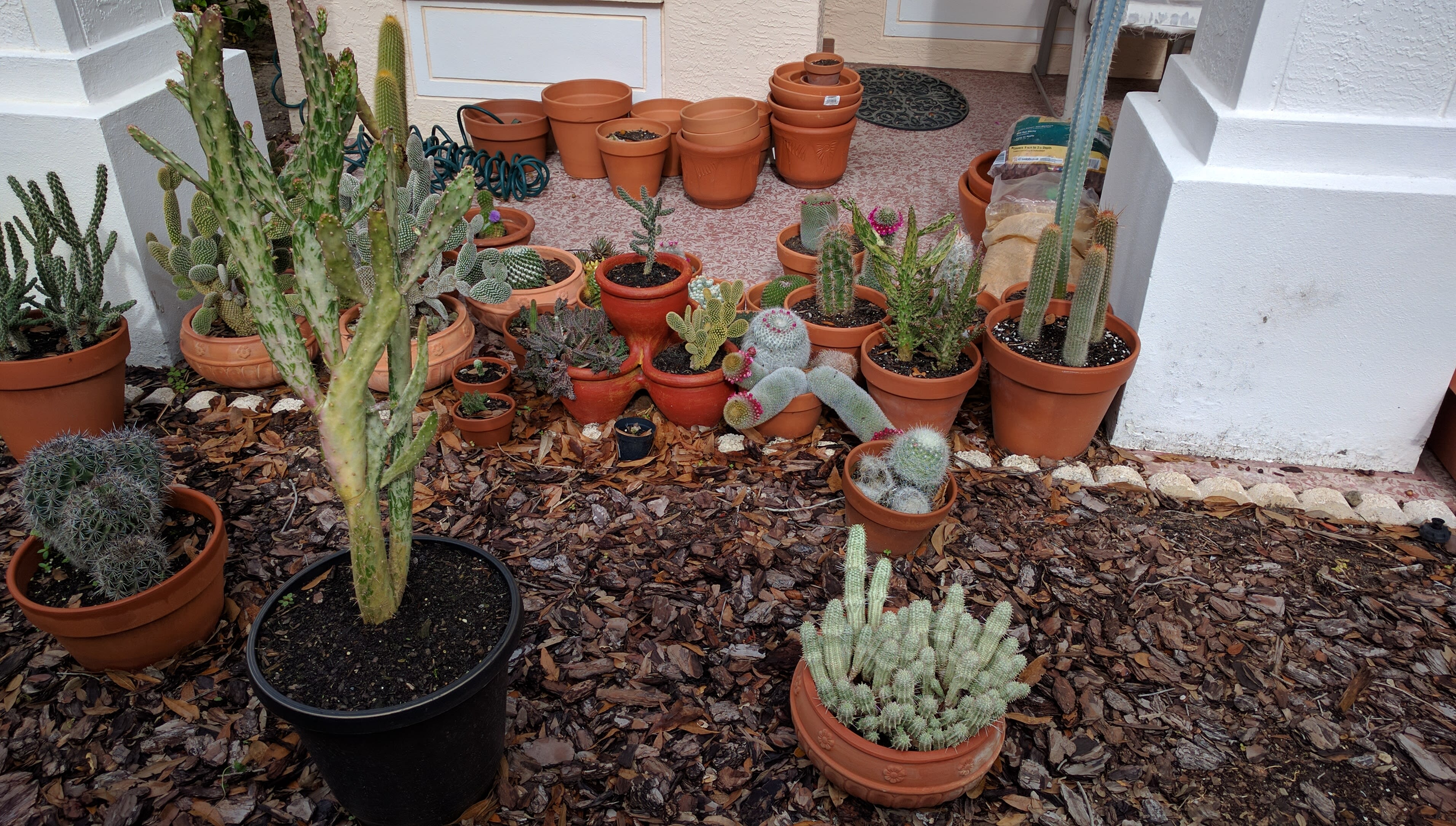 Cacti 11