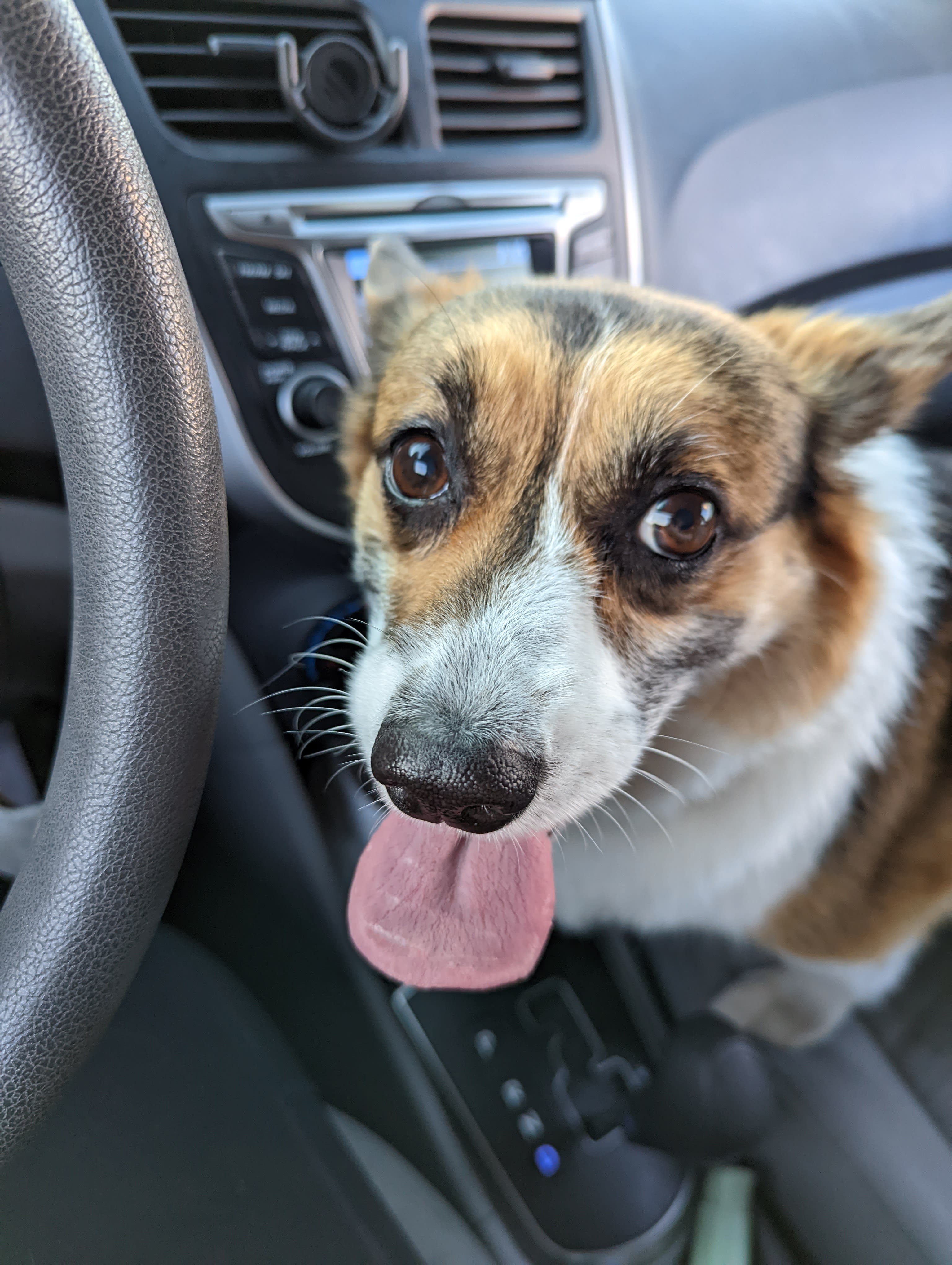 Leia the corgo