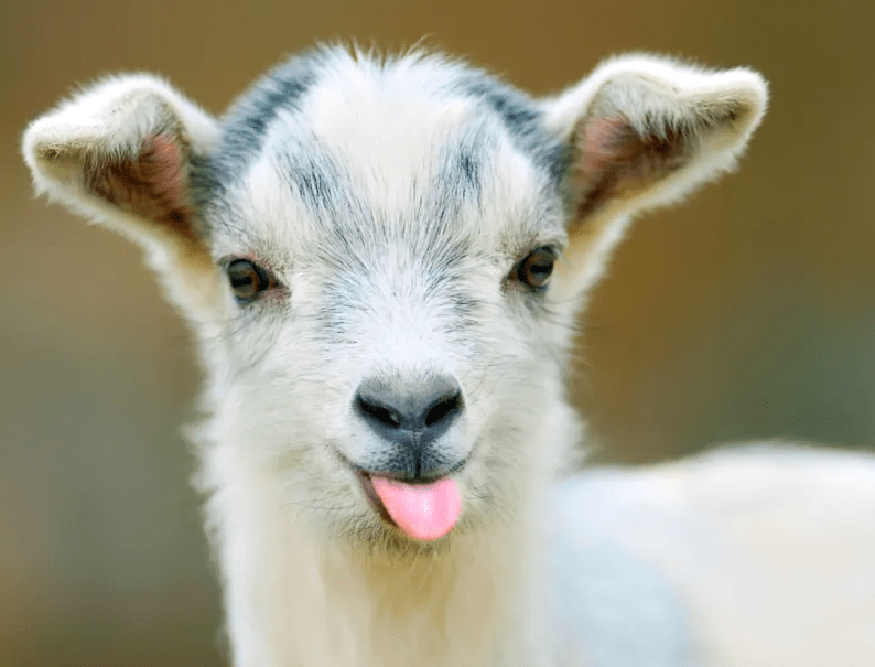 Smart Goat
