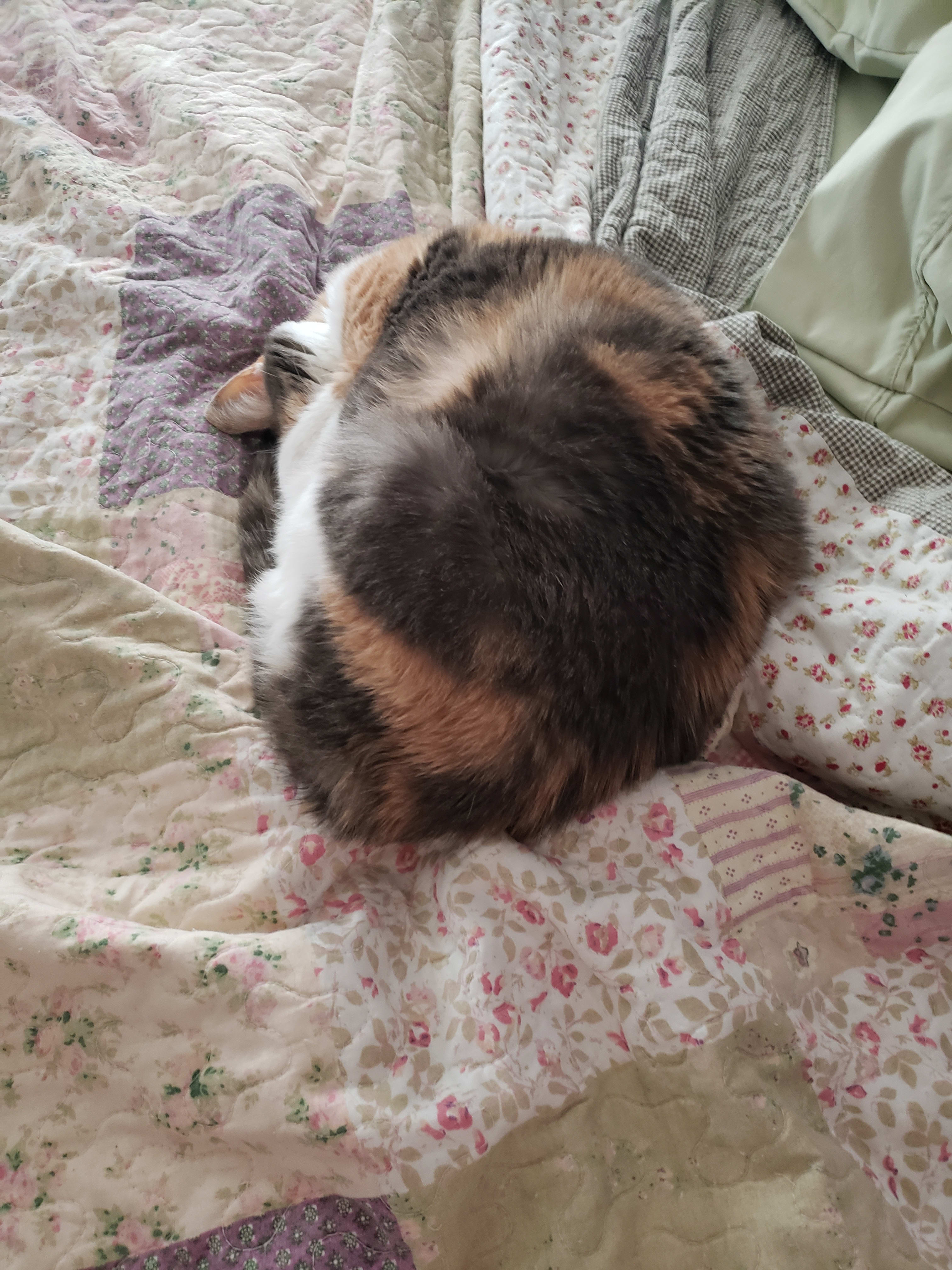 Missy