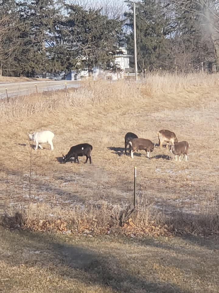 goats!