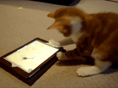 computer cat
