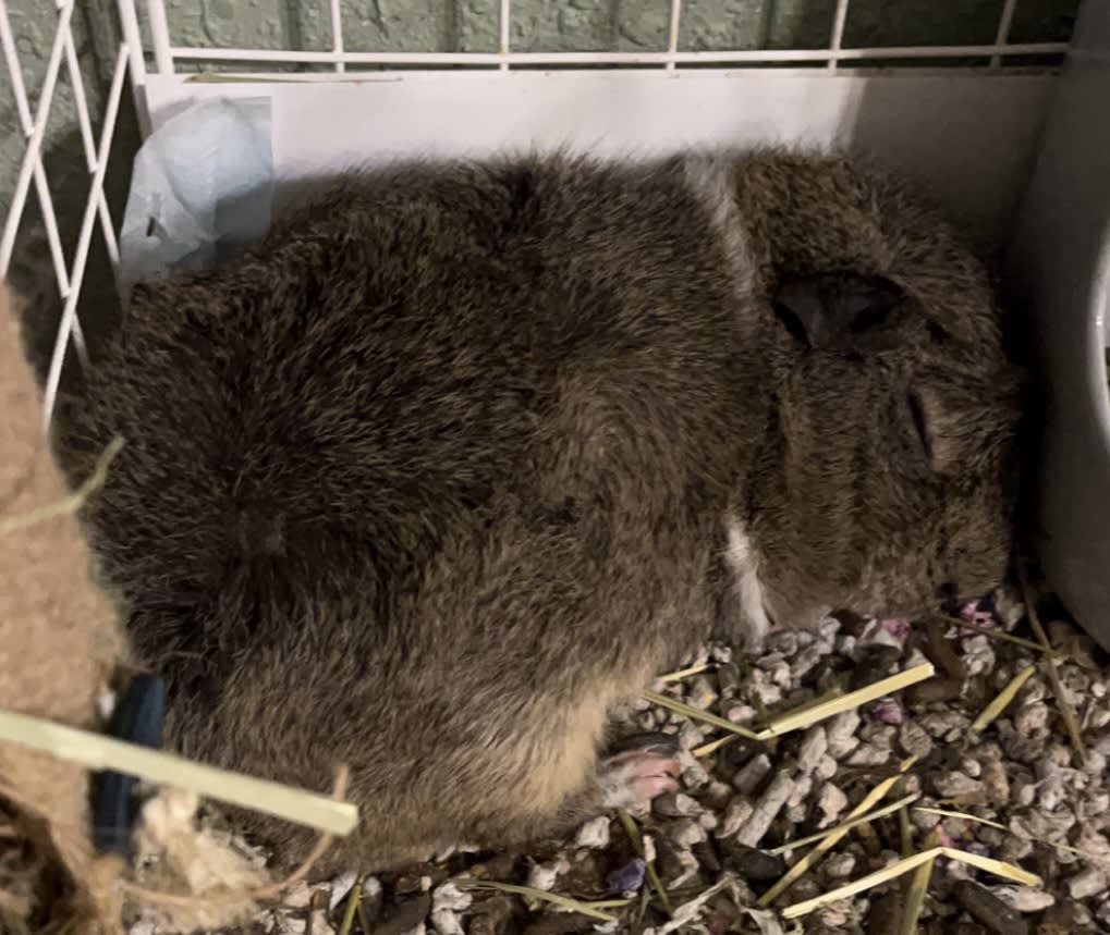 piggie