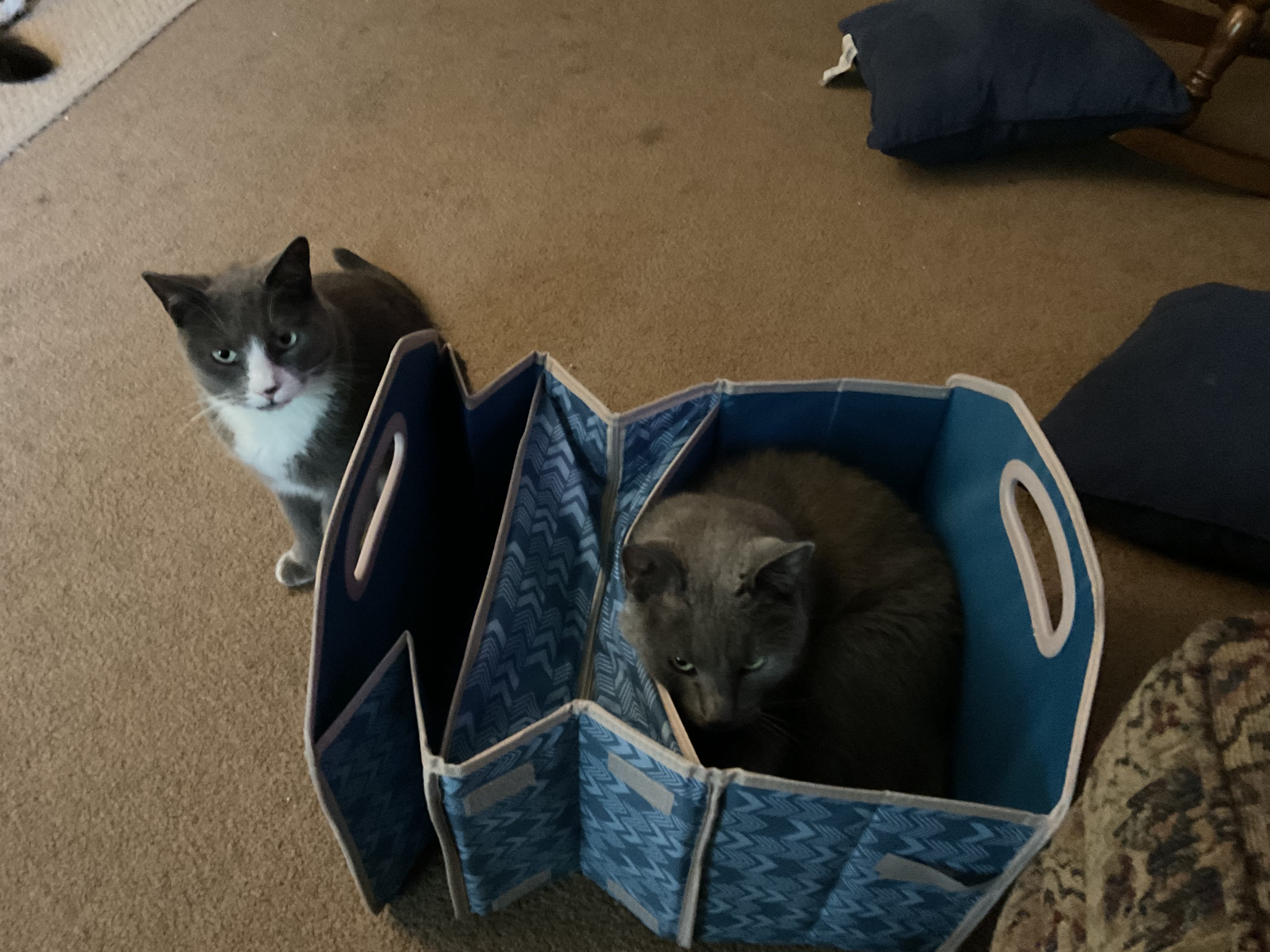 kitties