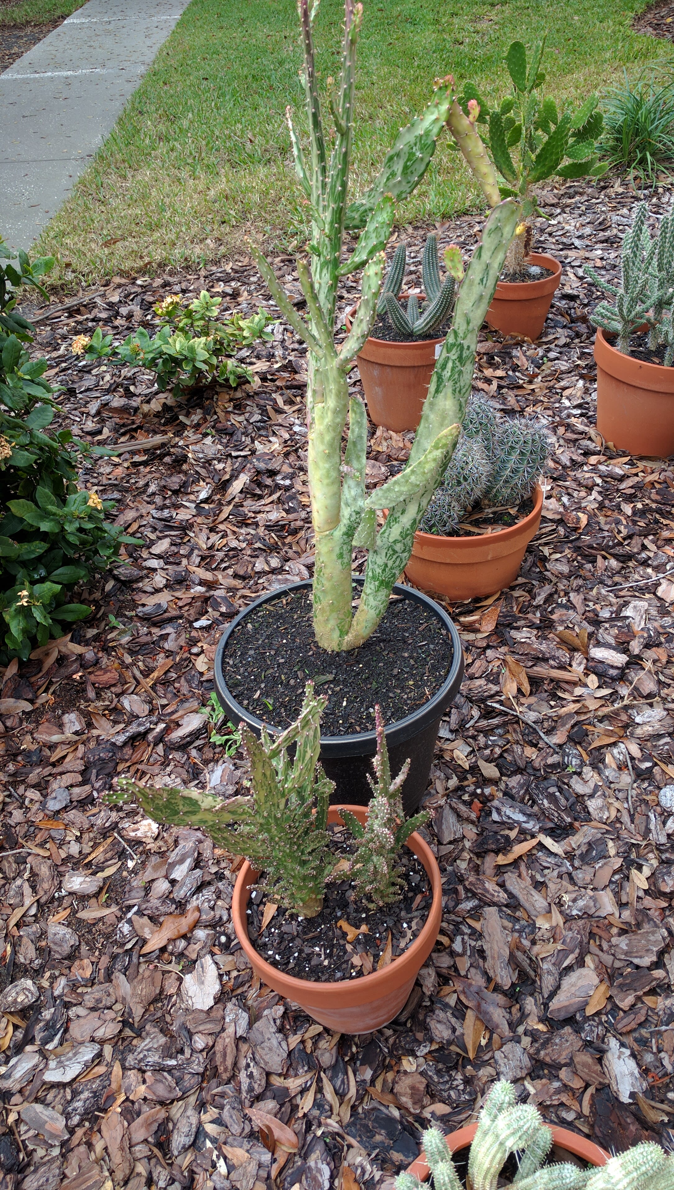 Cacti12