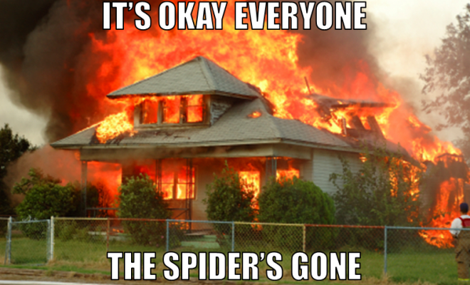 spider