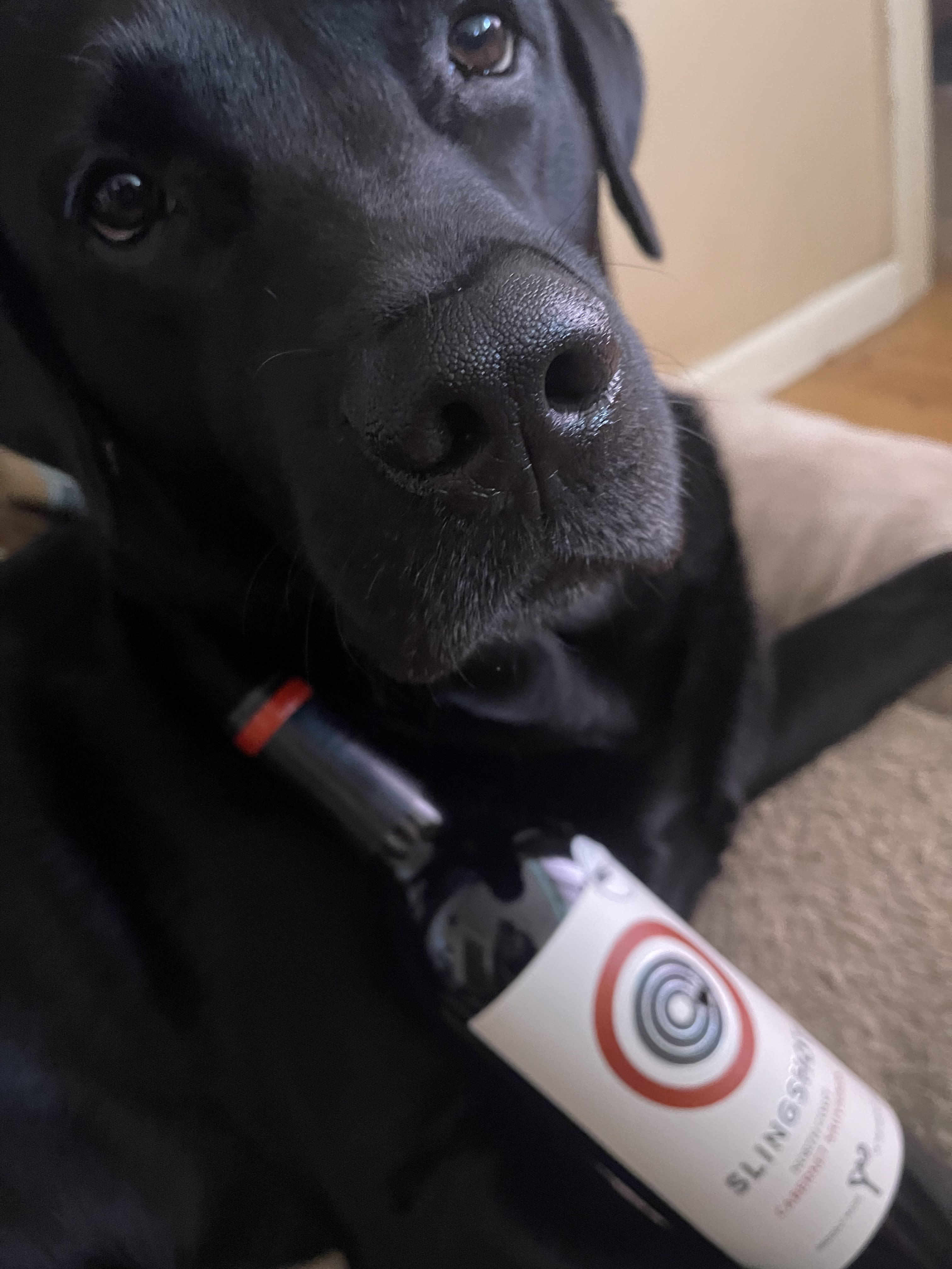 dog