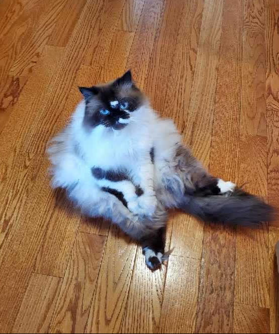 fluffy kitty 😻