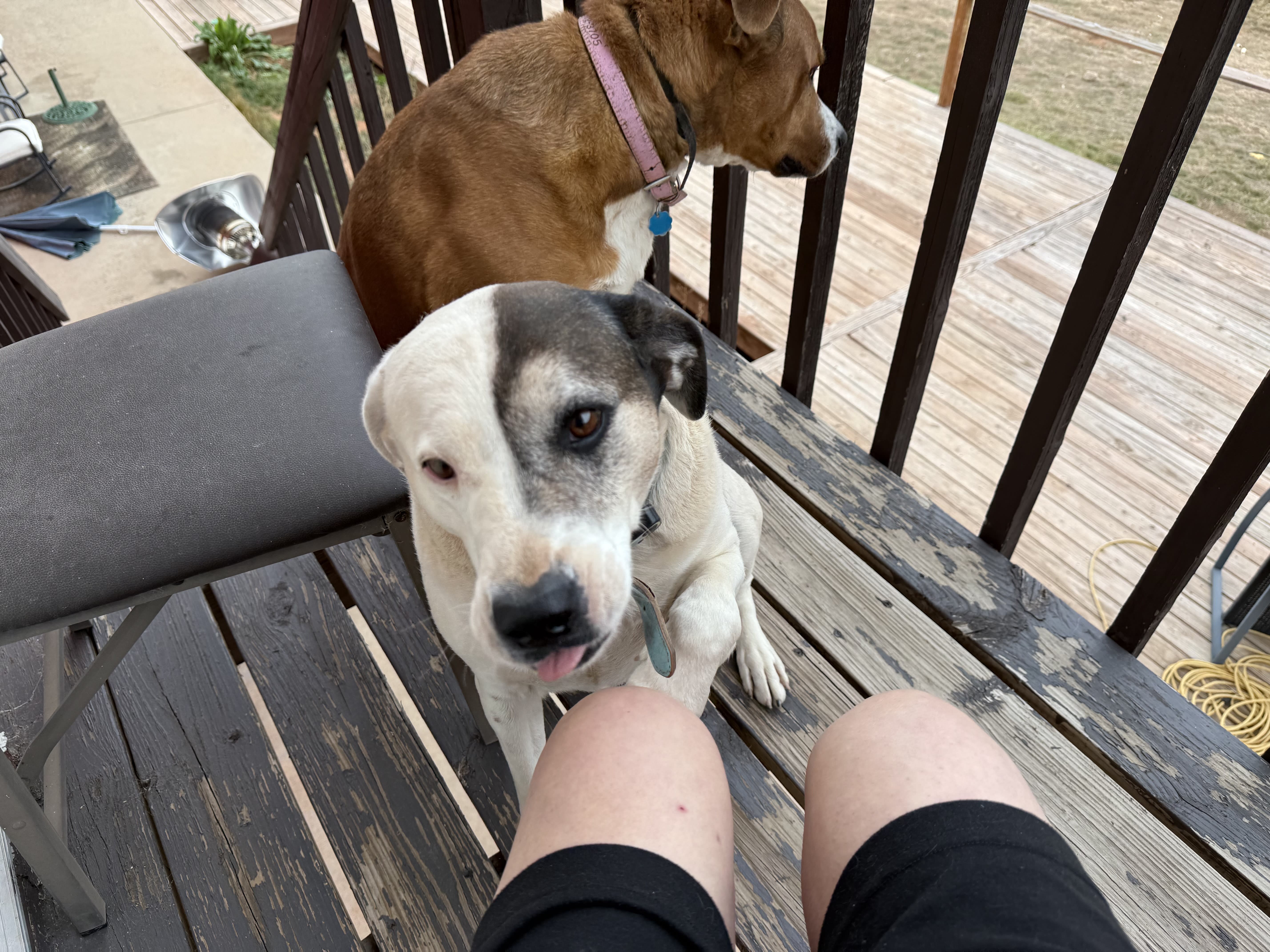 doggos