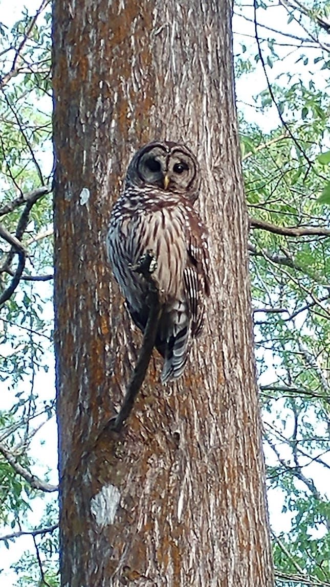 Superb Owl