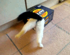 cat box