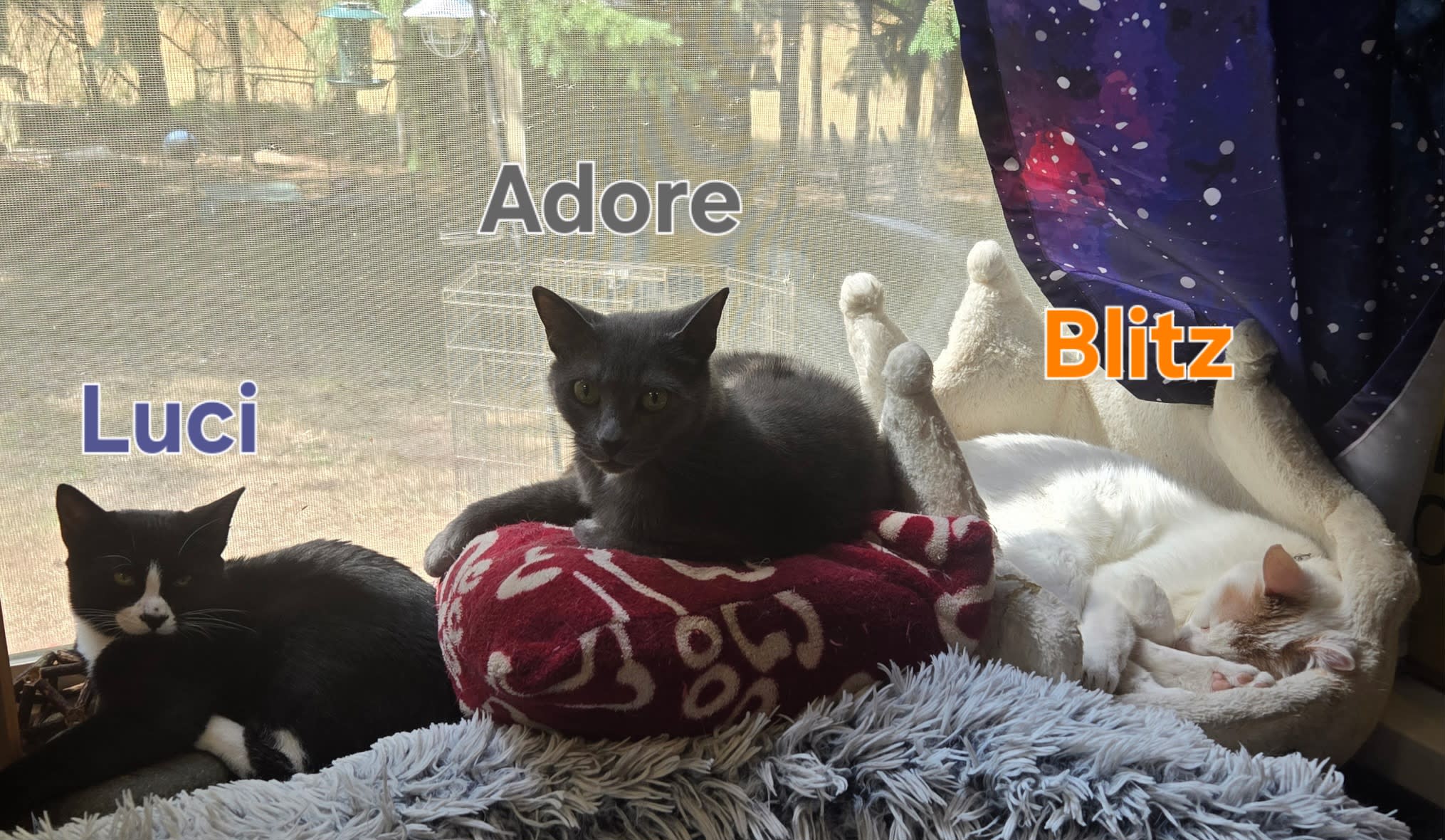 Luci, Adore, and Blitz