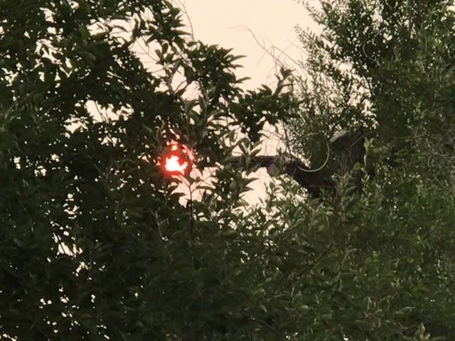 smoky sun